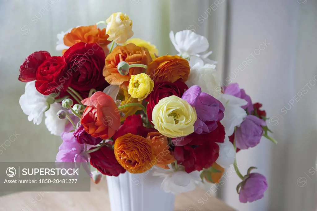 Ranunculus, Persian ranunculus, Ranunculus asiaticus cultivar, A loose arrangement of a bunch of mixed colours including red, orange, pink, white and yellow flowers and buds, in a white vase. 