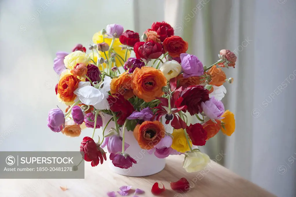 Ranunculus, Persian ranunculus, Ranunculus asiaticus cultivar, A chaotic loose arrangement of a bunch of mixed colours including red, orange, pink, white and yellow flowers and buds, in a white vase. 