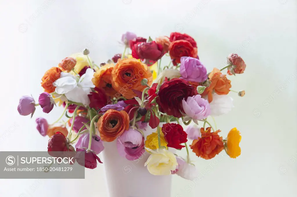 Ranunculus, Persian ranunculus, Ranunculus asiaticus cultivar, A chaotic loose arrangement of a bunch of mixed colours including red, orange, pink, white and yellow flowers and buds, in a white vase.