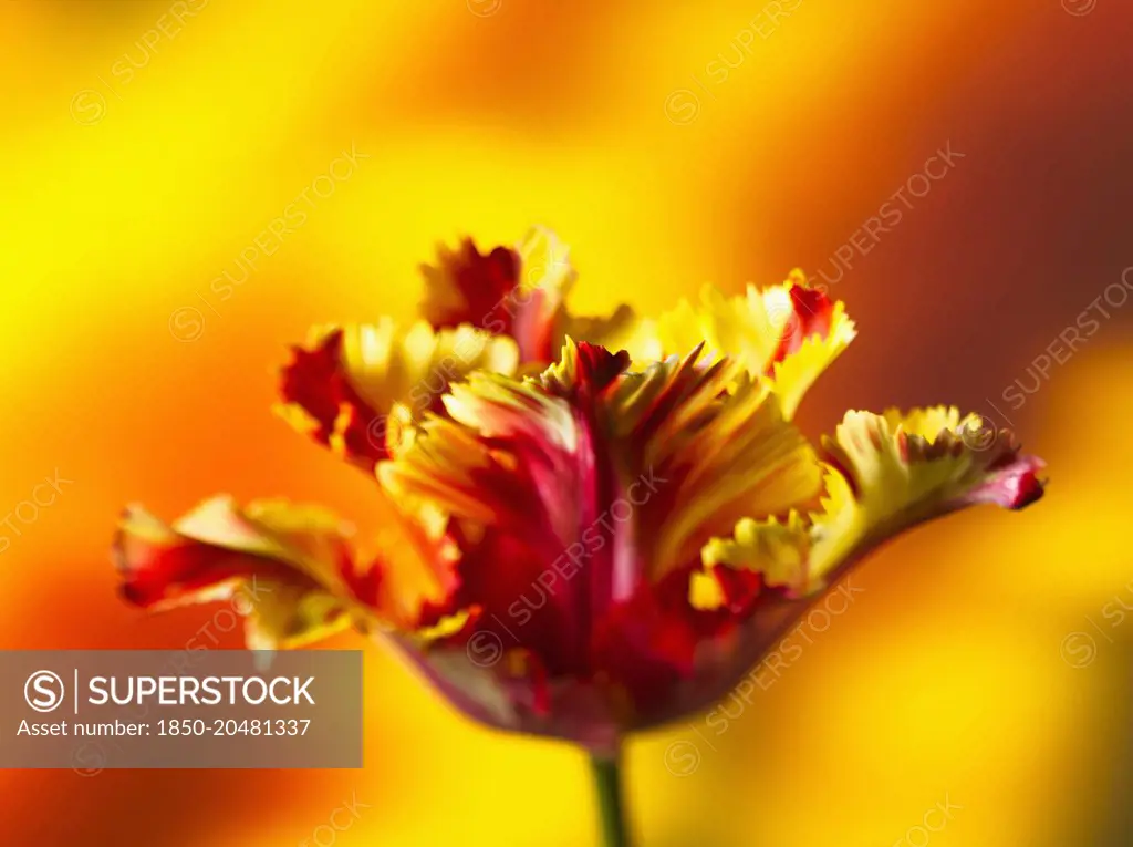 Tulip, Parrot tulip, Tulipa 'Flaming parrot', Side view of one red, orange and yellow fringed tulip. 