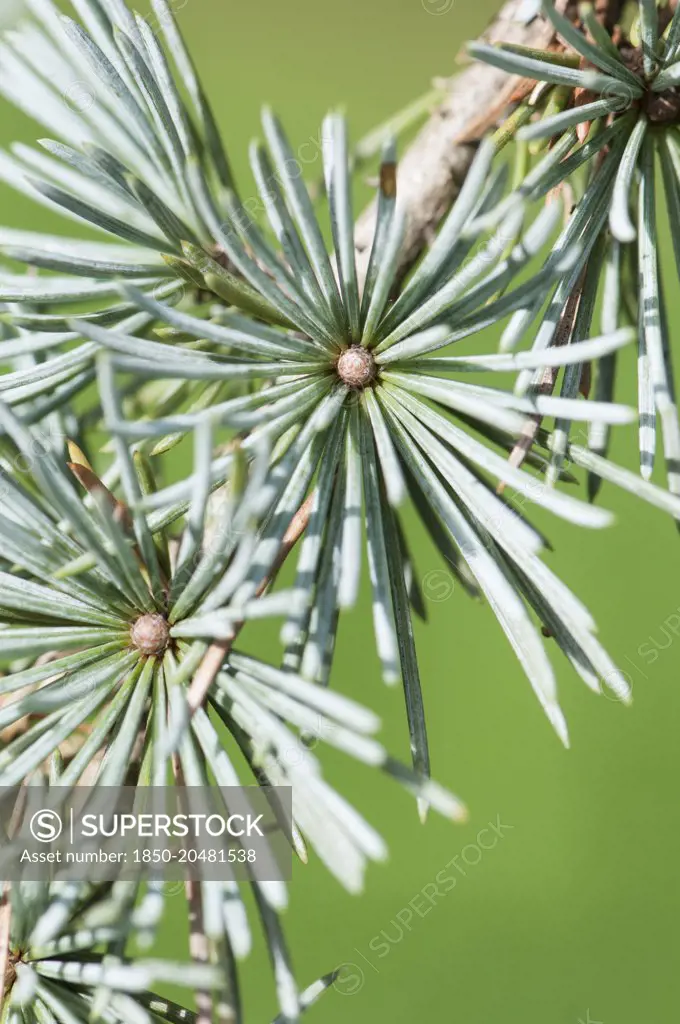 Weeping Blue Atlas Cedar. Cedrus atlantica 'Glauca pendula', Close view of a twig with whorls of needles.