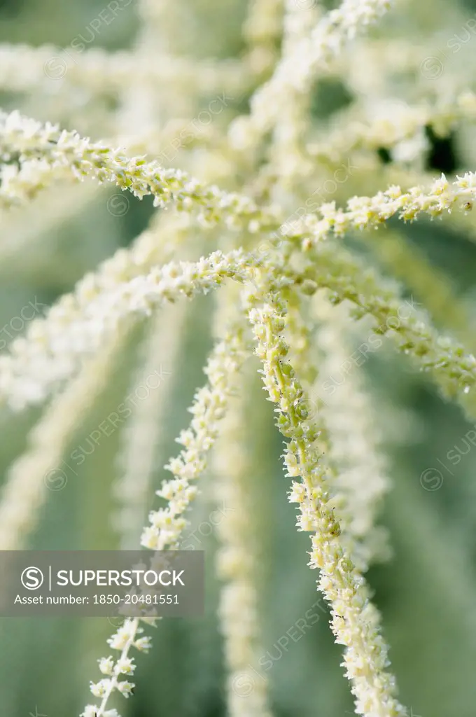 Himalayan Knotweed, Persicaria wallichii, Close view of the long strands of the flowers.