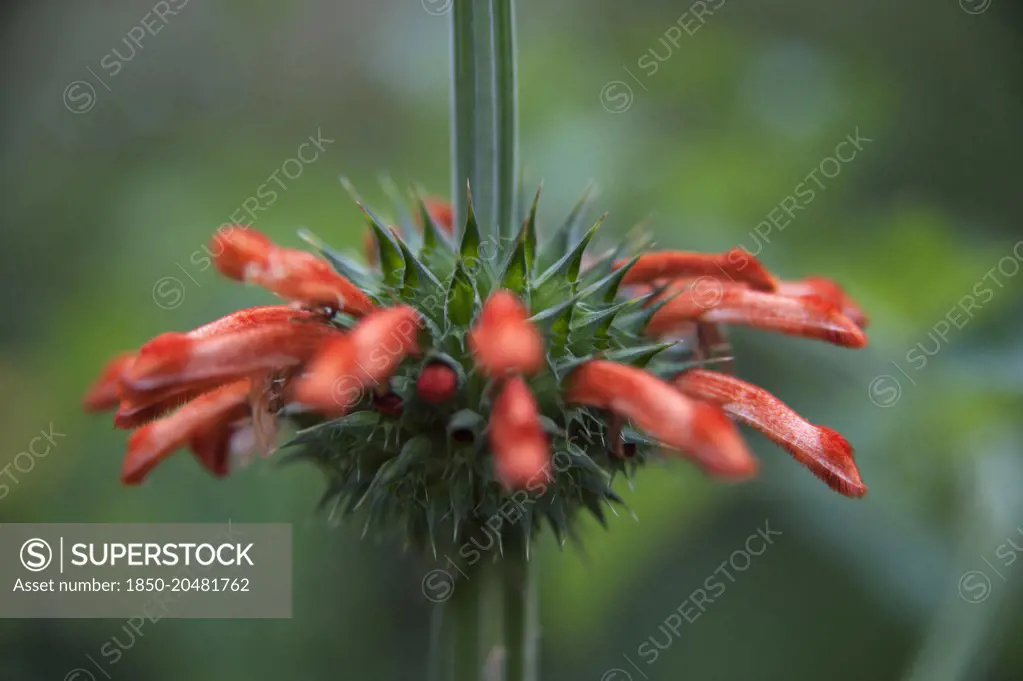 Lion's tail, Leonotis leonurus, Side view of tubular orange flowers in a spikey whorl encircling a square stem.