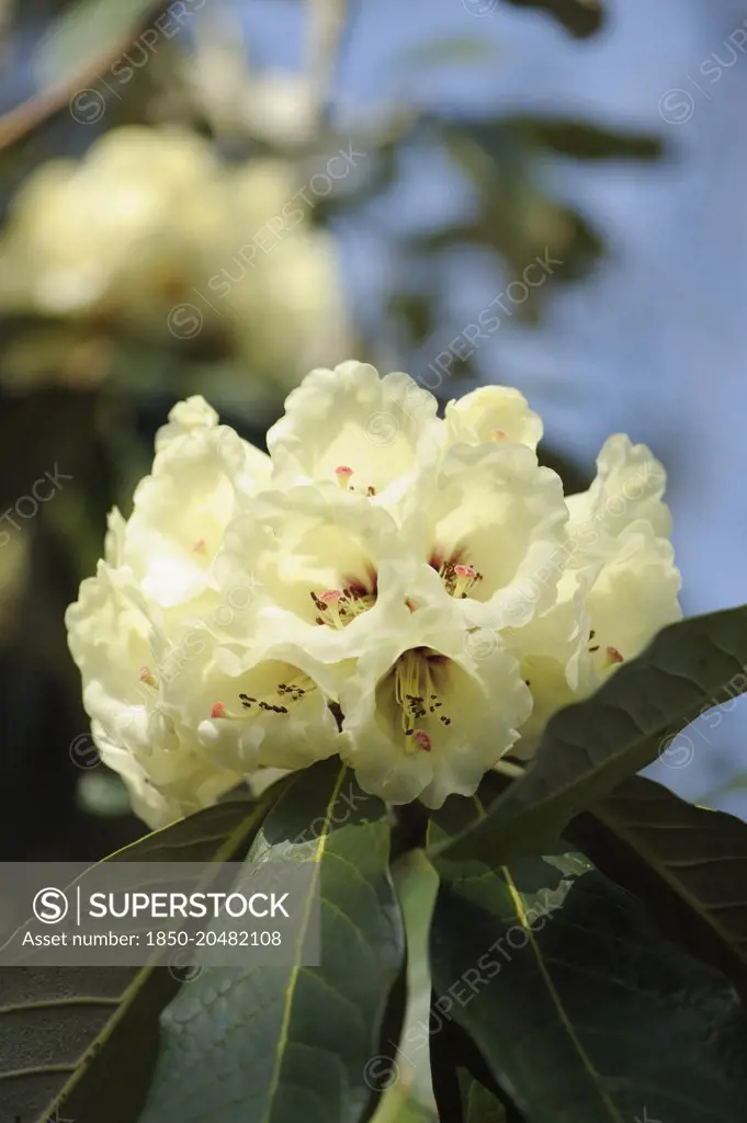 Rhododendron, McCabe Rhododendron, Rhododendron macabeanum, Close side view of one flowerhead with several white trumpet shape flowers with deep red throats, atop a cluster of long leaves.