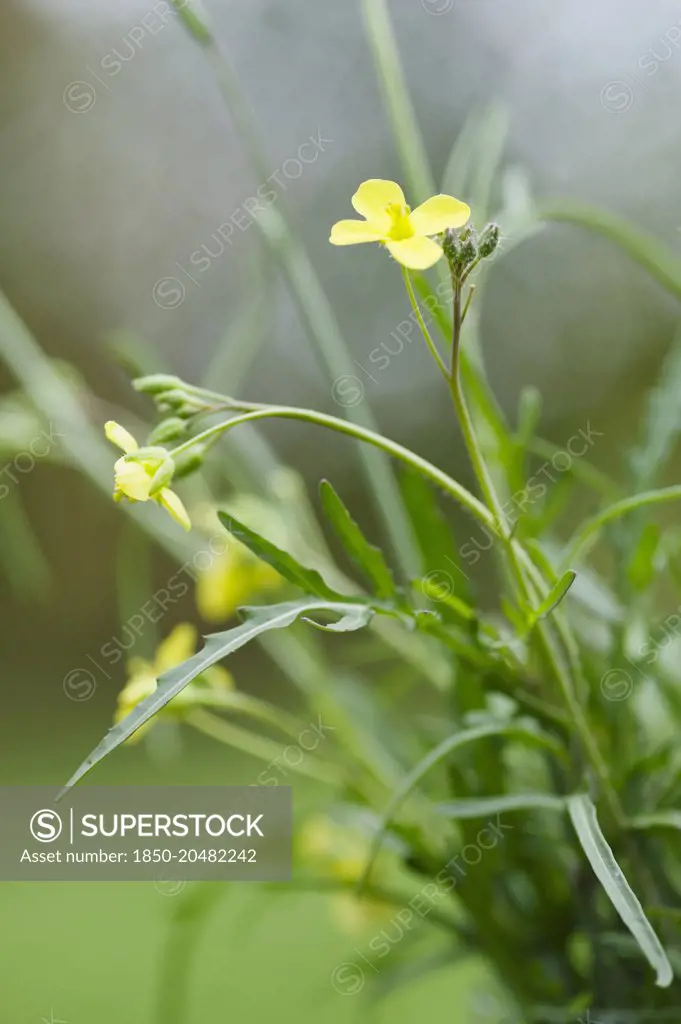 Rocket, Eruca vesicaria sativa. Close side view of leaves and yellow flowers.