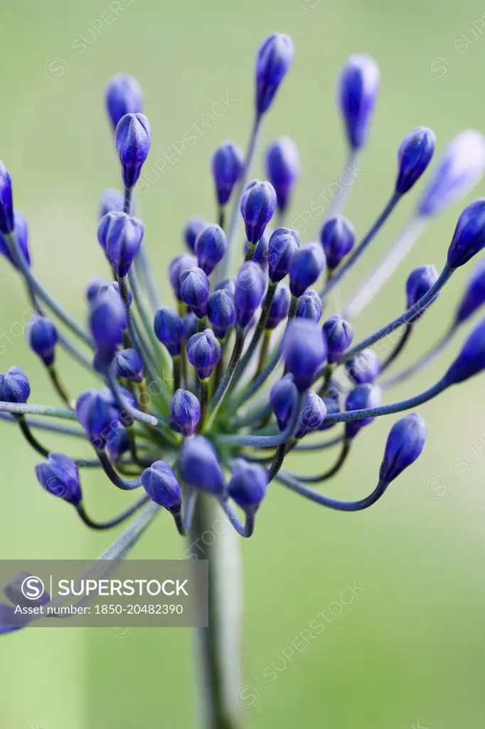 Agapanthus africanus, Close view of blue purple flowers about to emerge, growing in an umbel shape, against green background.