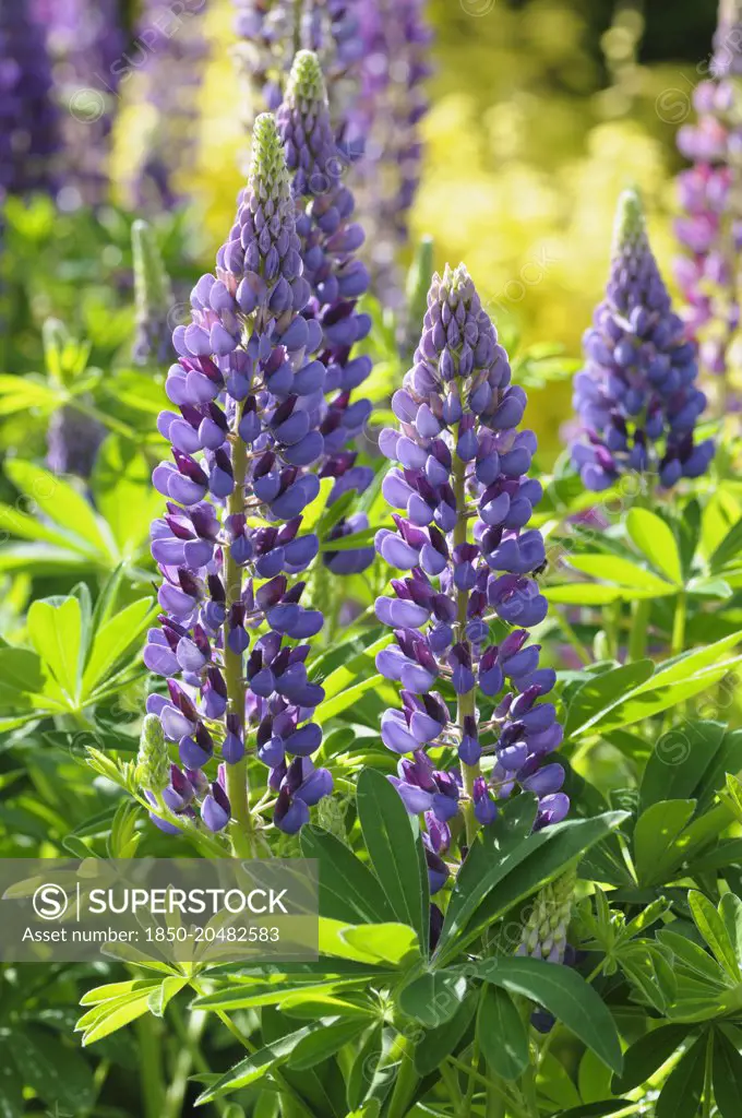 Lupin, Lupinus 'Purple Emperor', Side view of several spires with bicolour flowers of mauve and magenta, among bright green folaige, in sunshine. 