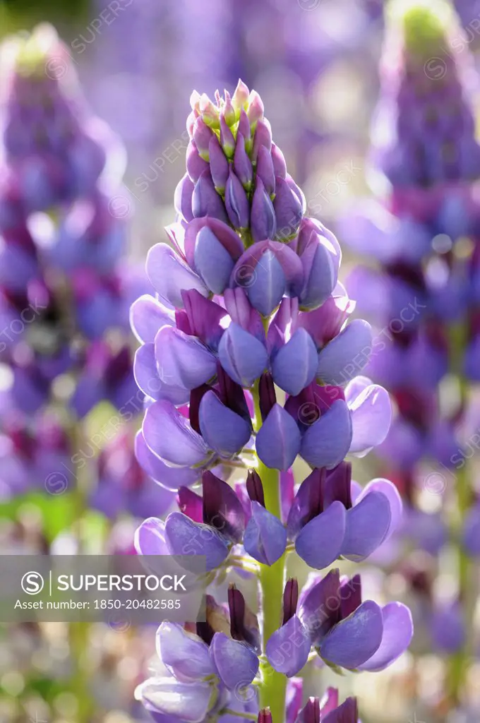 Lupin, Lupinus 'Purple Emperor', Side view of one spire with bicolour flowers of mauve and magenta, others soft focus behind, in bright sunshine.