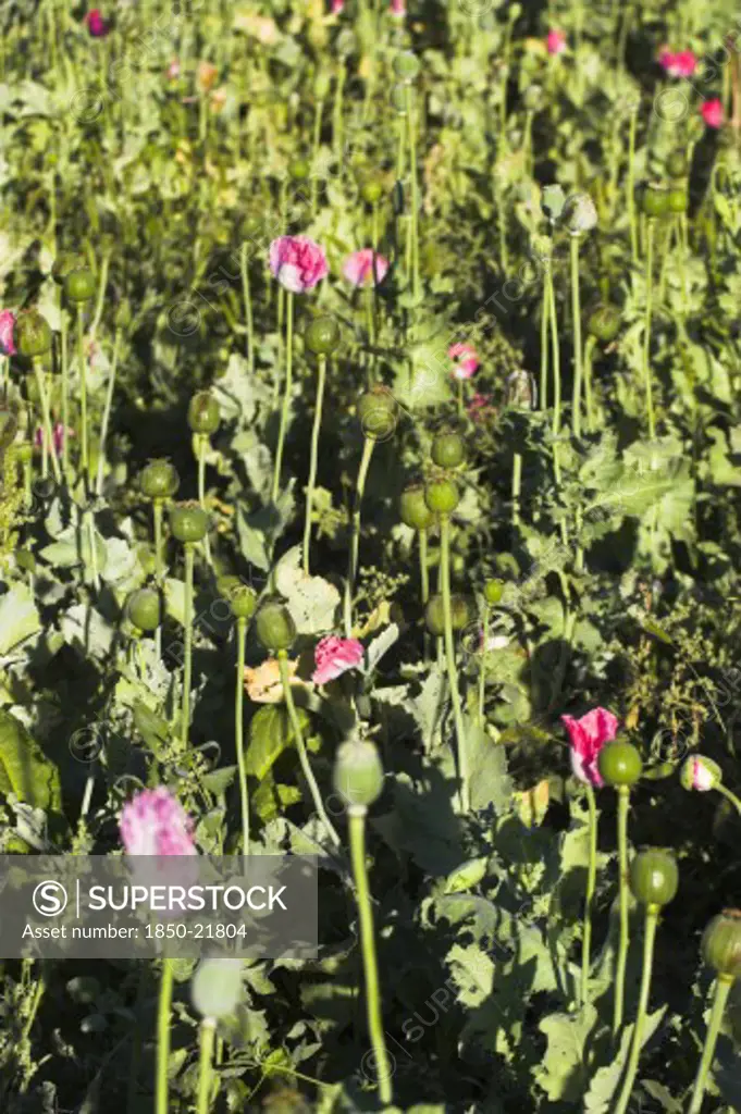 Afghanistan, Flora & Fauna, Poppy Field Between Daulitiar And Chakhcharan