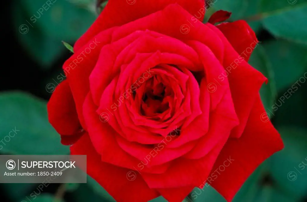 Plants, Flowers, Rose, 'Mini Rose, Wee Jock.  Close View Looking Down On Open, Red Flower.'