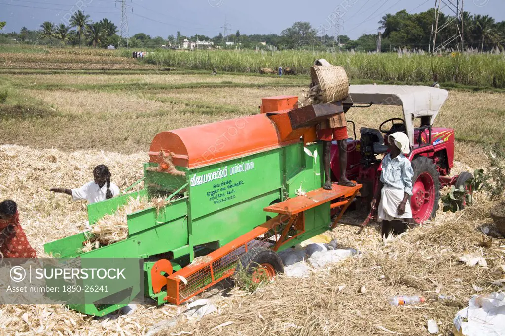 India, Tamil Nadu, Agriculture, Farm Labourers Processing Corn Cobs On A Type Of Threshing Machine To Remove Leaves