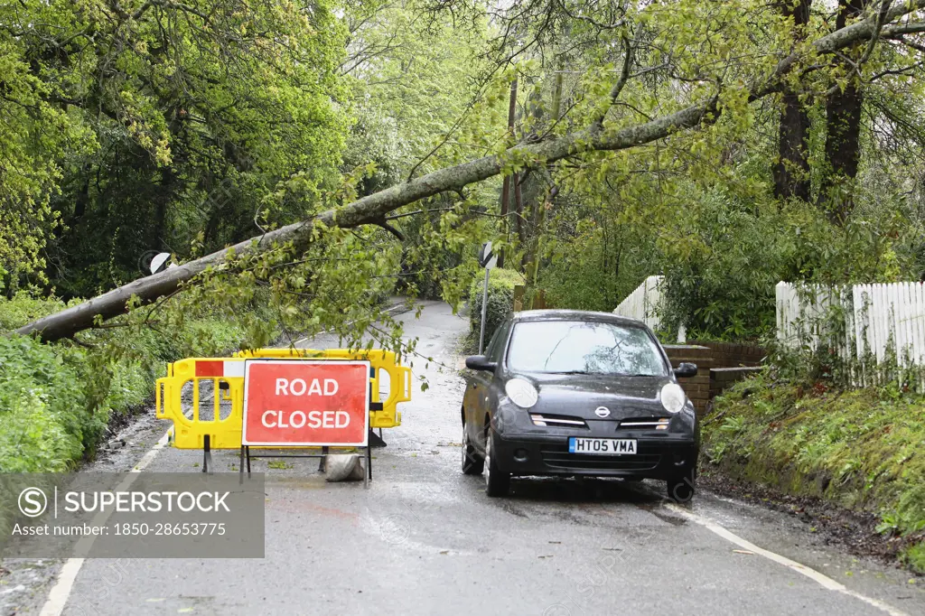 England Kent Fallen Tree blocking country road with road closed