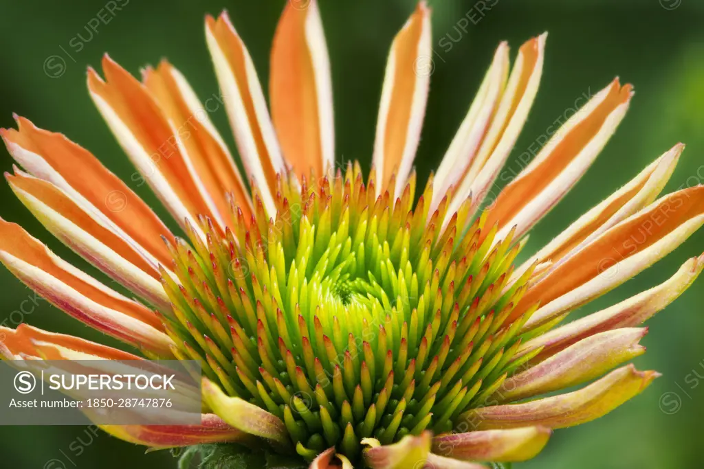 Close up of Sombrero Adobe Orange, Echinacea flower.