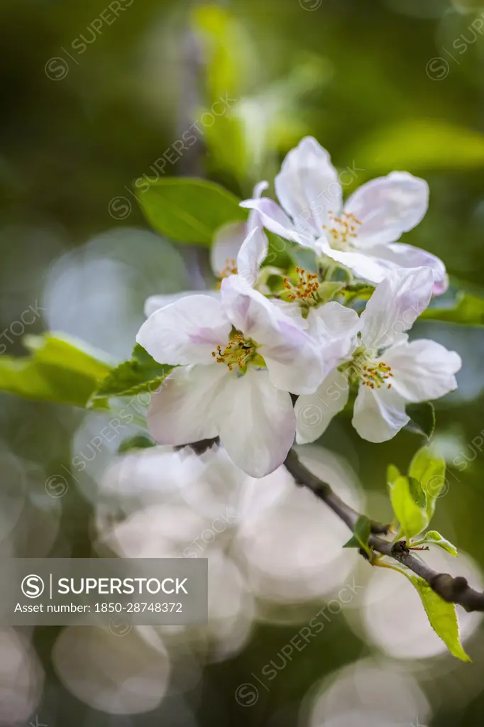 Apple tree, Malus domestica, White flower blossoms growing outdoor.