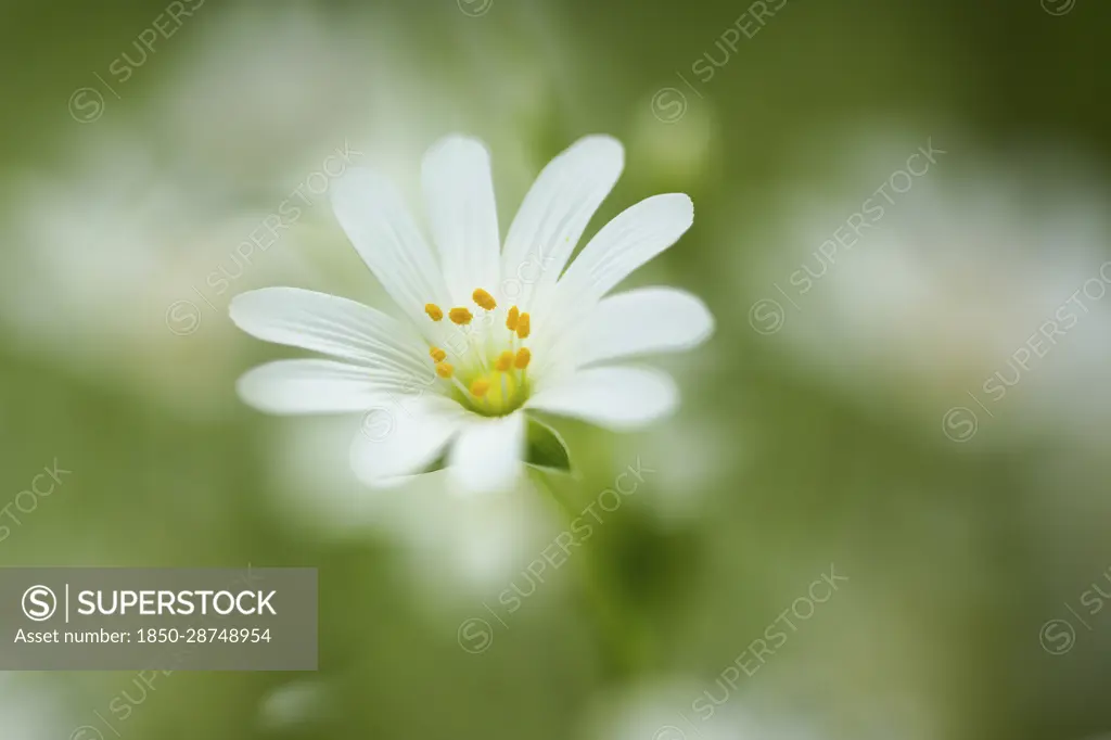 Stitchwort, Greater stitchwort, Stellaria holostea, White flower showing yellow stamen growing outdoor.-