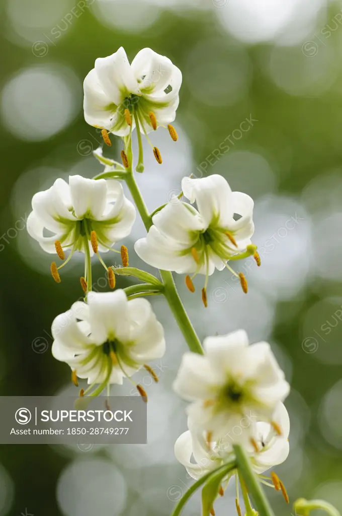 Lily, Lily Martagon, Lilium hansonii, Side view of white flowers growing outdoor.-