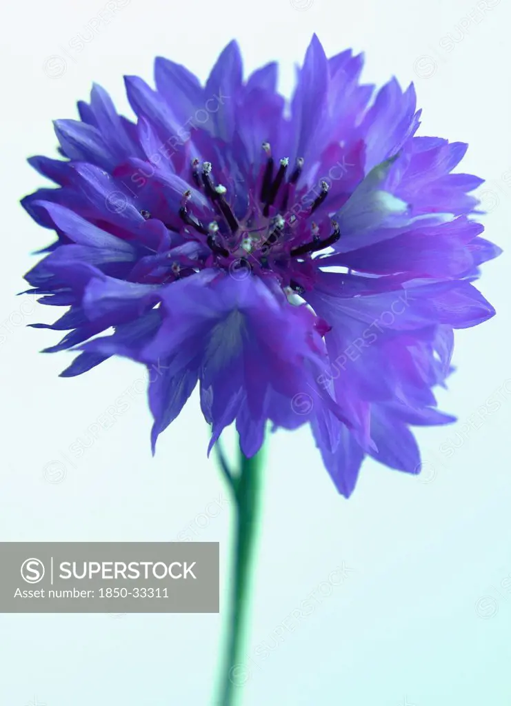 Centaurea cyanus, Cornflower