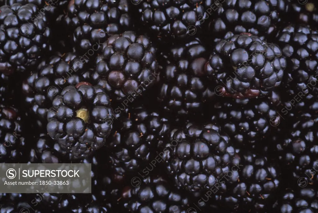 Rubus fruticosus, Blackberry, wild