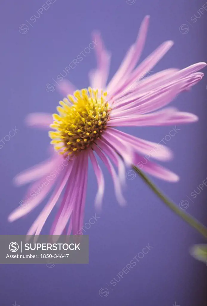 Aster x frikartii, Aster