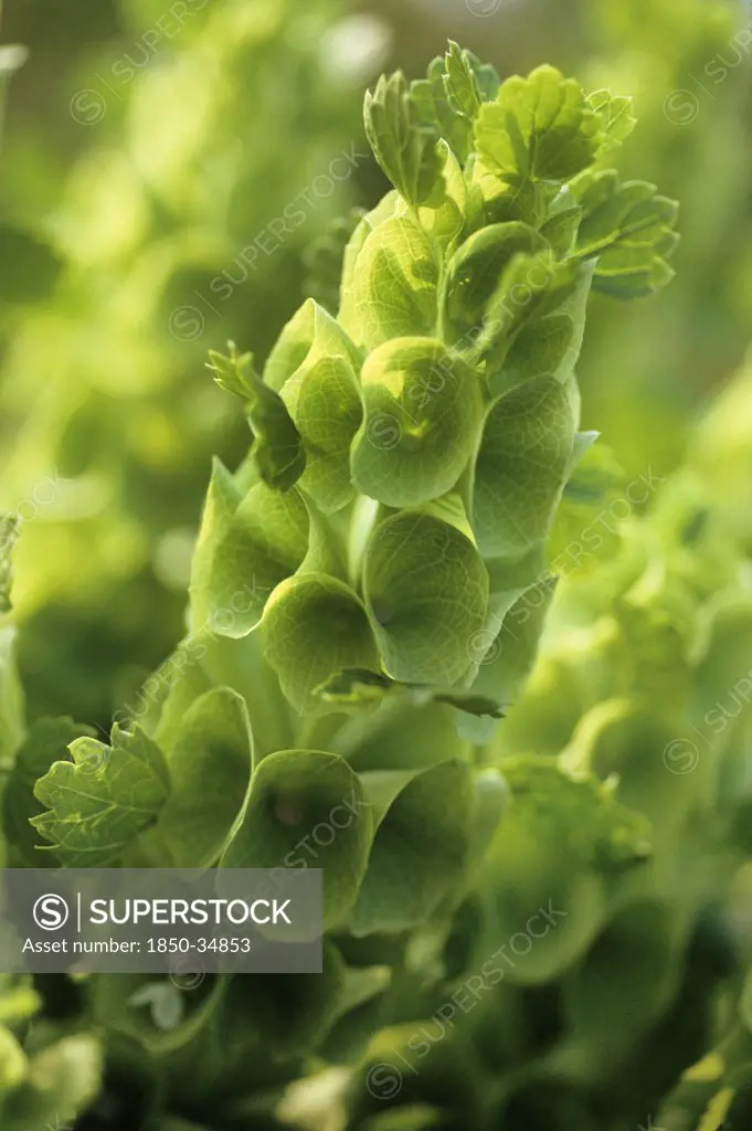 Moluccella laevis, Bells of Ireland