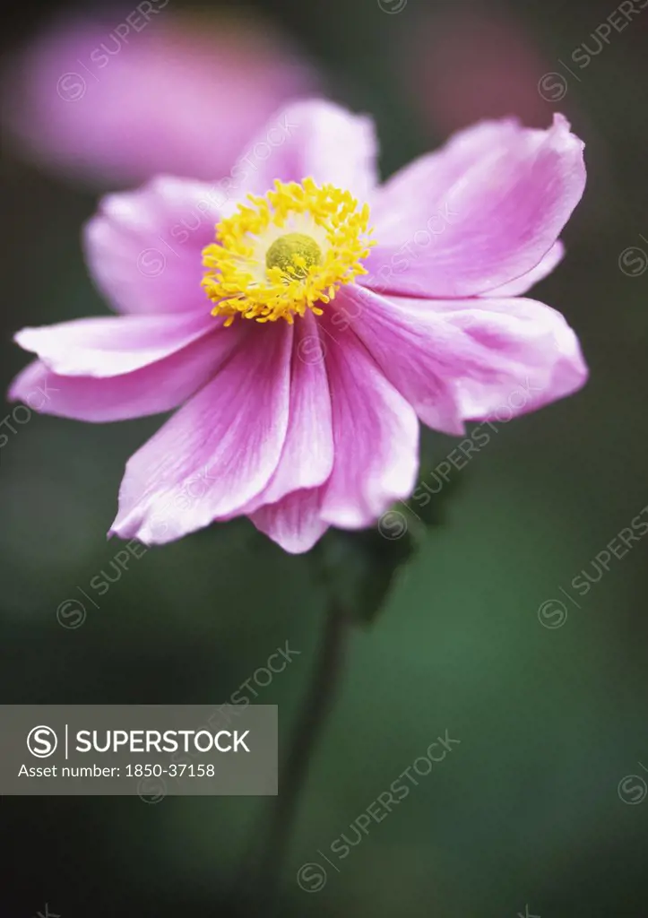 Anemone x hybrida 'Max Vogel', Anemone