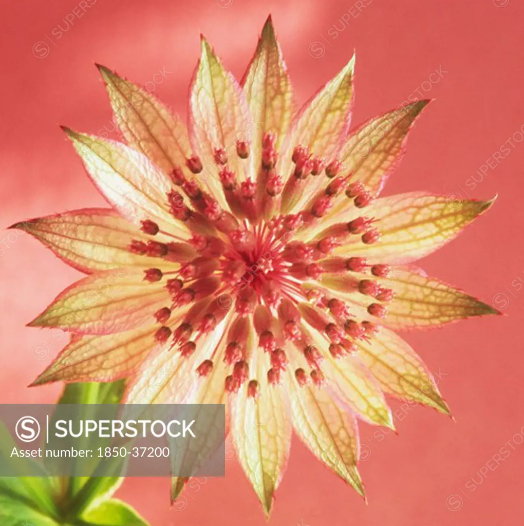 Astrantia major 'Hadspen blood', Astrantia, Masterwort