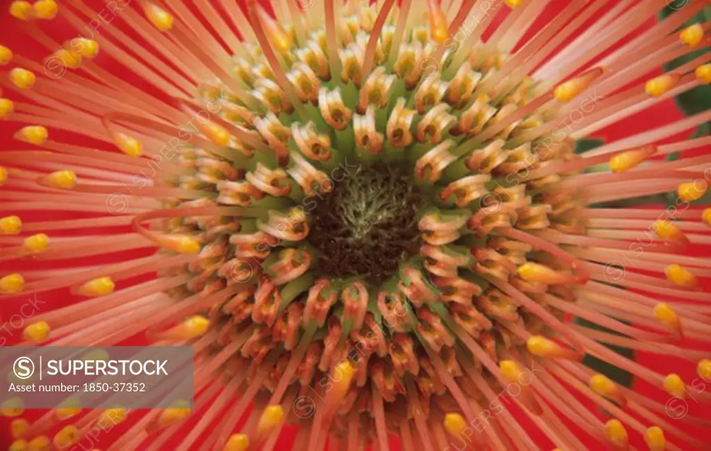 Leucospermum cordifolium, Pincushion