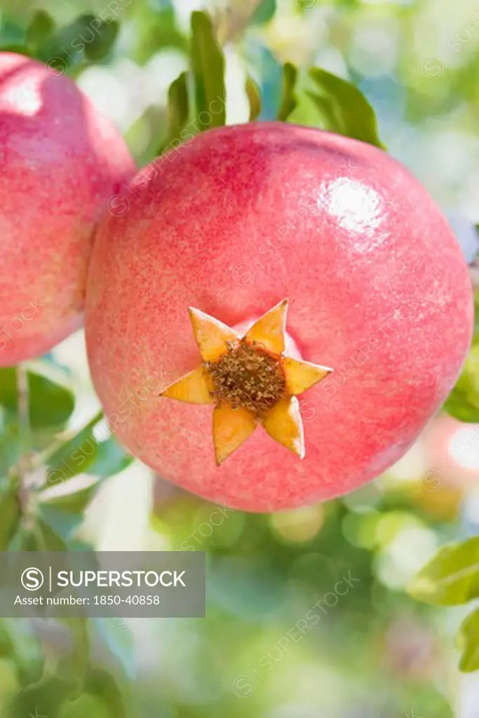 Punica, Pomegranate