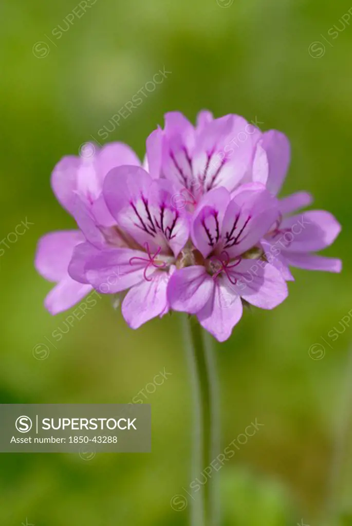 Pelargonium capitatum, Pelargonium