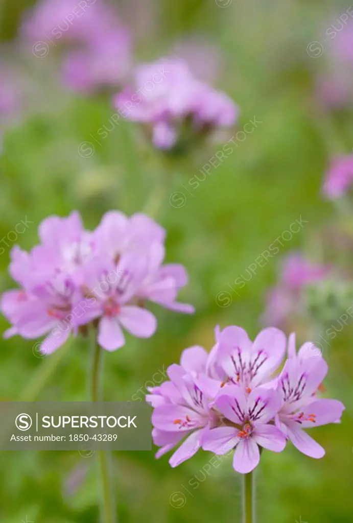 Pelargonium capitatum, Pelargonium