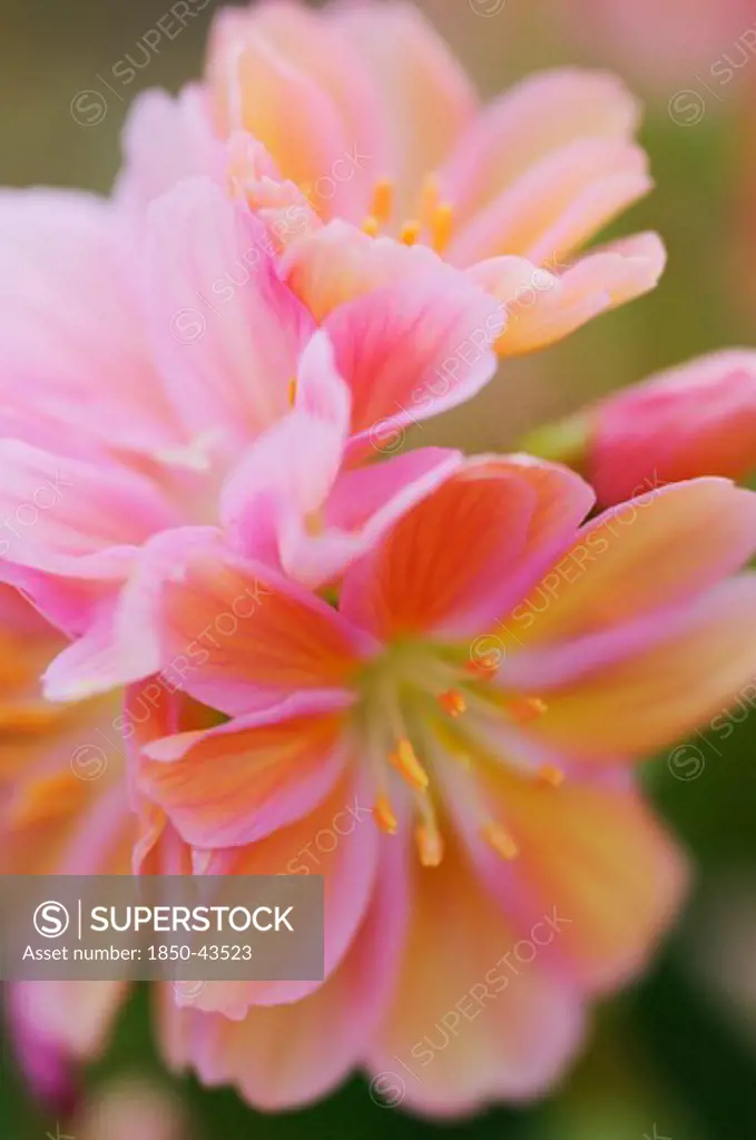 Lewisia Cotyledon Hybrids, Lewisia