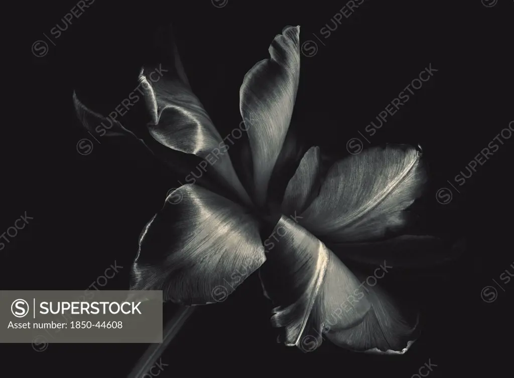 Tulipa Cultivar, Tulip, Black & white, Black background.