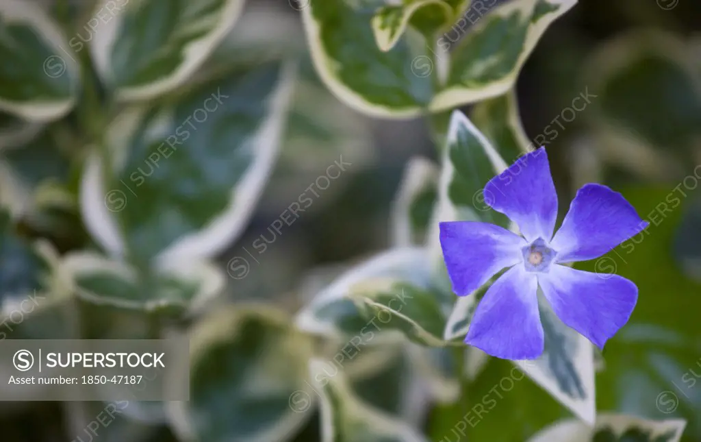 Plants, Flowers, Common Periwinkle, Vinca minor Variegata Variegated common periwinkle Single purple flower among variegated leaves.