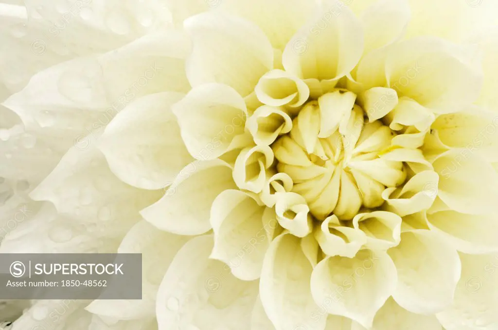 Dahlia cultivar, Dahlia, Cream subject.