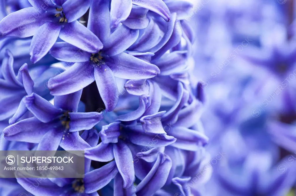 England, Dorset, Swannage, Close cropped view of dense spike of purple-blue hyacinth flowers.