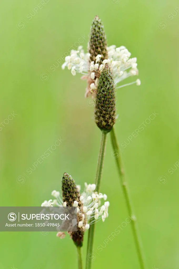 Plantain with cone shaped heads surrounded by whorl of tiny, extended cream flowers.