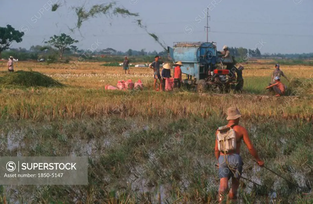 Vietnam, Cao Lanh , Threshing Rice With Threshing Machine.  Fish Skinner In The Foreground.