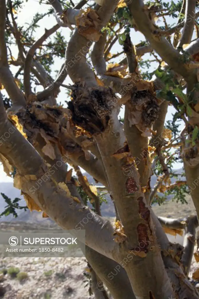 Oman, Trees, Frankincense Tree Which Produces Aromatic Gum Resin Used As Incense.