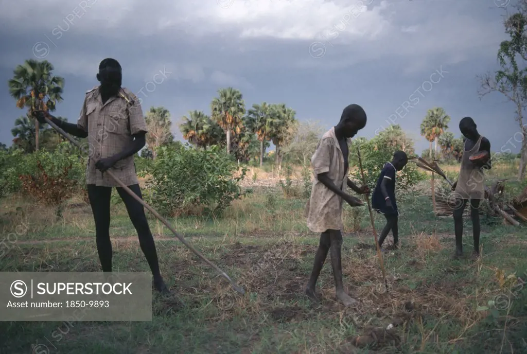 Sudan, Farming, Dinka Villagers Planting Groundnuts Using Primitive Tools.