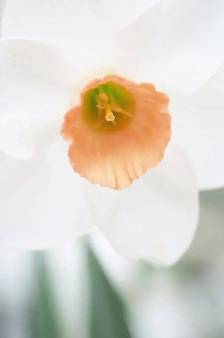 Daffodil, Narcissus Diamond Jubilee. Cultivar develped especially for the Queens Diamond Jubilee in 2012 with white, trumpet shaped flower with orange centre.     