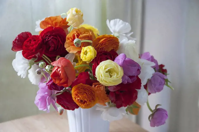 Ranunculus, Persian ranunculus, Ranunculus asiaticus cultivar, A loose arrangement of a bunch of mixed colours including red, orange, pink, white and yellow flowers and buds, in a white vase. 