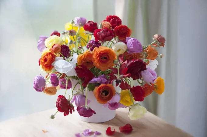 Ranunculus, Persian ranunculus, Ranunculus asiaticus cultivar, A chaotic loose arrangement of a bunch of mixed colours including red, orange, pink, white and yellow flowers and buds, in a white vase. 