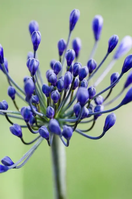 Agapanthus africanus, Close view of blue purple flowers about to emerge, growing in an umbel shape, against green background.
