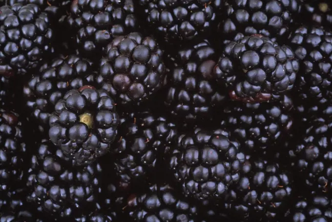 Rubus fruticosus, Blackberry, wild