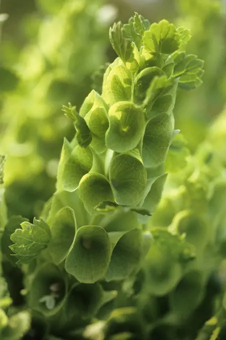 Moluccella laevis, Bells of Ireland