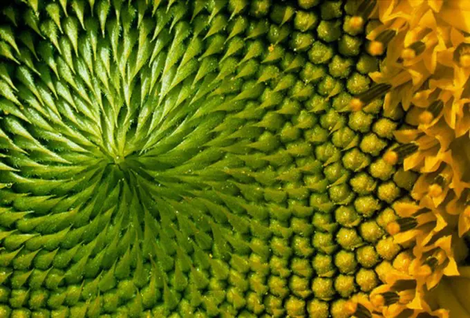 Helianthus annuus, Sunflower