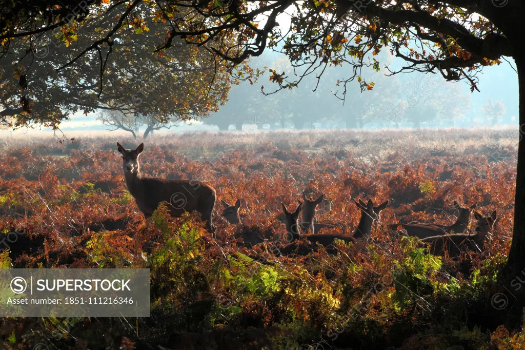 Winter, with wild deer resting in the bracken.