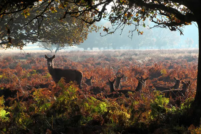 Winter, with wild deer resting in the bracken.