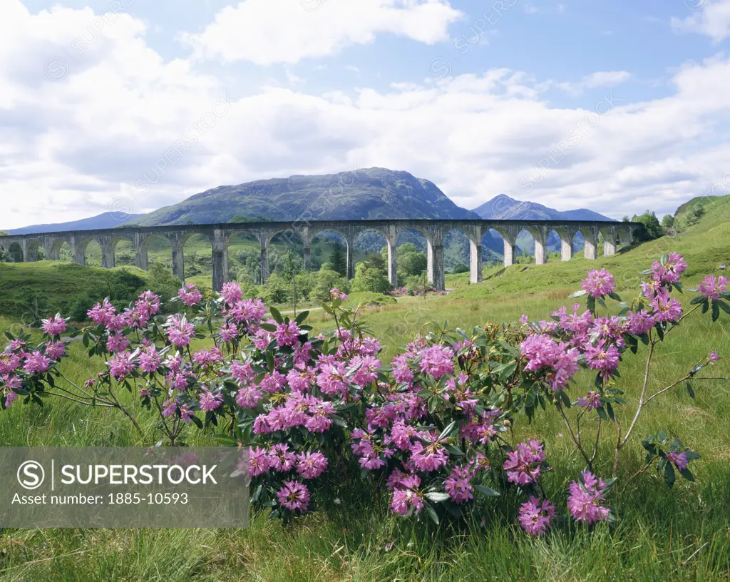 UK - Scotland, Highland, Glenfinnan, View over flowers to the Railway Viaduct 