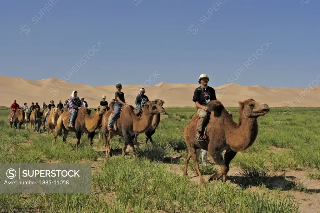 Mongolia, , General - desert, Tourists on camels in grassy desert